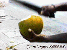 Coconut Man