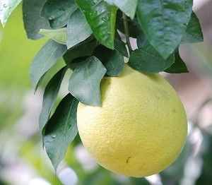 The Grapefruit Tree of Barbados The Grapefruit Tree of Barbados