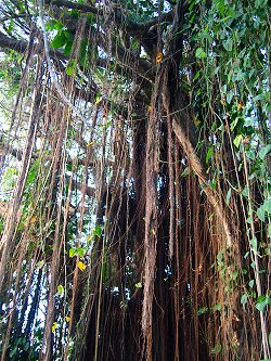 [http://www.barbados.org/plants/bearded-fig-tree-barbados.jpg]