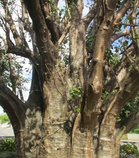 Baobab tree located at Warrens, Barbados Baobab tree located at Warrens, Barbados