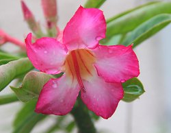 Desert Rose flower Desert Rose