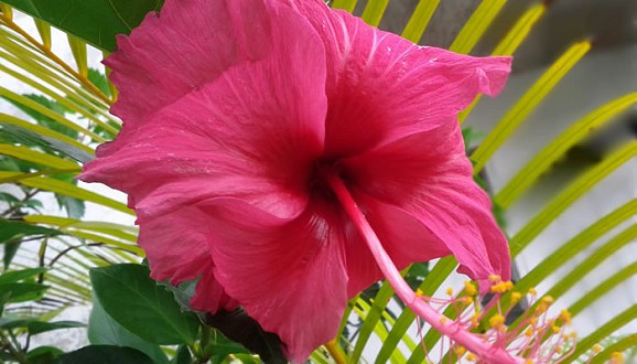 Pink Hibiscus Pink Hibiscus