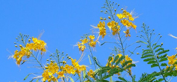 Yellow Pride of Barbados flowers Yellow Pride of Barbados