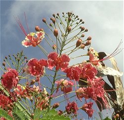 Pride of Barbados - the National Flower of Barbados