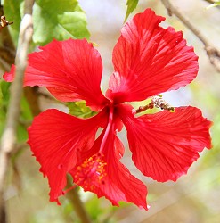 Red Hibiscus Red Hibiscus