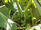 Banana Tree