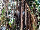 Bearded Fig Tree