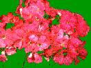 Begonia