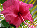Hibiscus