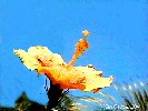 Hibiscus