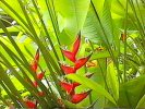 Heliconia