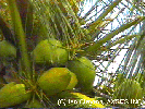 Coconut Tree