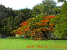 Flamboyant Tree