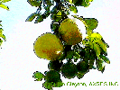 Grapefruit Tree