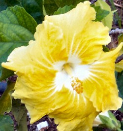 Yellow Hibiscus Yellow Hibiscus