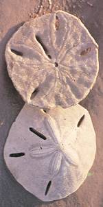 The Mysterious Sand Dollar