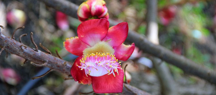 Be mesmerized by beautiful flowers as you shop Be mesmerized by beautiful flowers as you shop