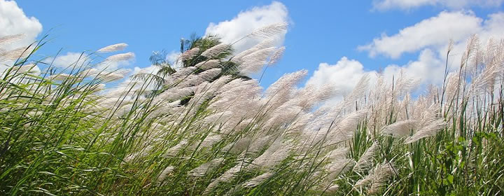 Flowering sugar cane plants