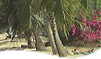 Barbados west coast beach