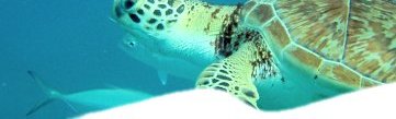 Barbados - Swimming with Turtles