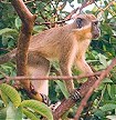 Barbados Sightseeing & Tours