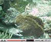 view Spotted Moray Eel on the Boot