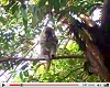 view Monkey Eating