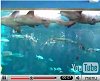 Sharks being fed at Ocean Park