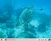 view Turtle at Accra Reef