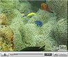 view Wonderful Sights While Diving in Barbados