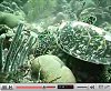 view A hungry Hawksbill Turtle on the Boot