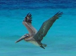 Barbados pelican