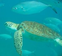 Barbados sea turtles