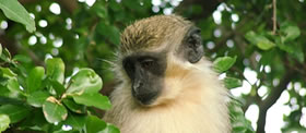 Barbados monkey in a tree