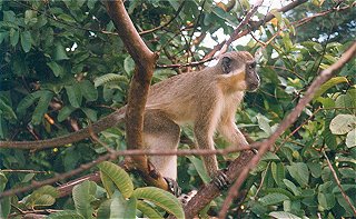 Barbados monkey in a tree