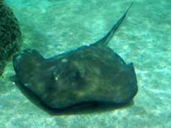 Sting Ray
