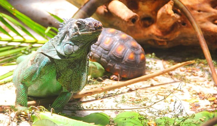 Iguana and Tortoise Iguana and Tortoise