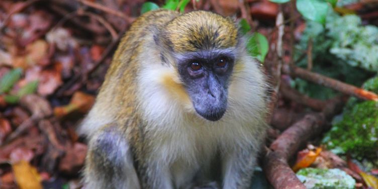 Barbados Green Monkey Barbados Green Monkey