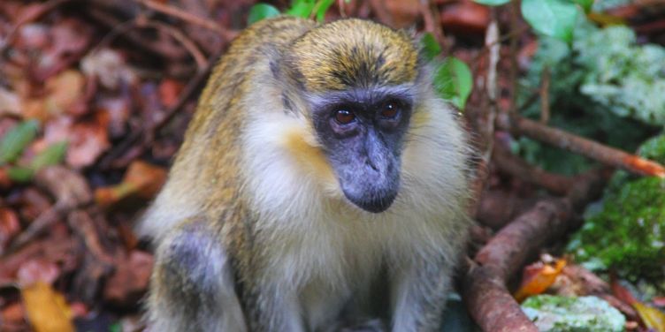 Barbados Green Monkey