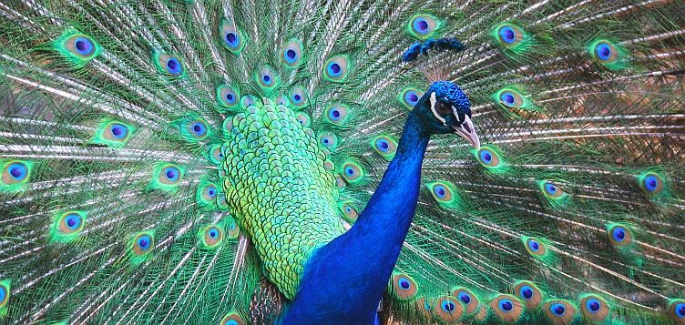 Peacock showing his stunning feathers Peacock showing his stunning feathers