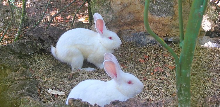 Rabbits at Barbados Wildlife Reserve Rabbits at Barbados Wildlife Reserve