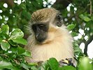Green Monkeys
