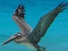 Pelicans