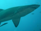 Sharks