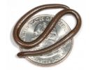 Snakes