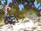 Birds at Graeme Hall