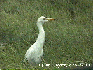 Cattle Egret