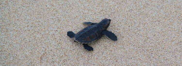 Barbados turtle hatchling