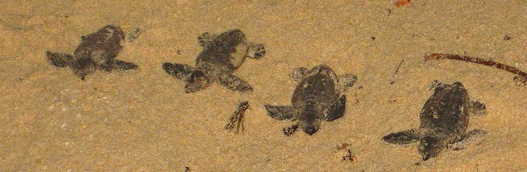 Turtle hatchlings on beach