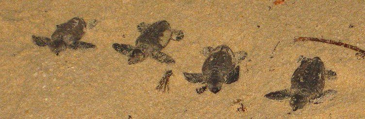 Turtles hatchlings heading down to the sea Turtle hatchlings on beach